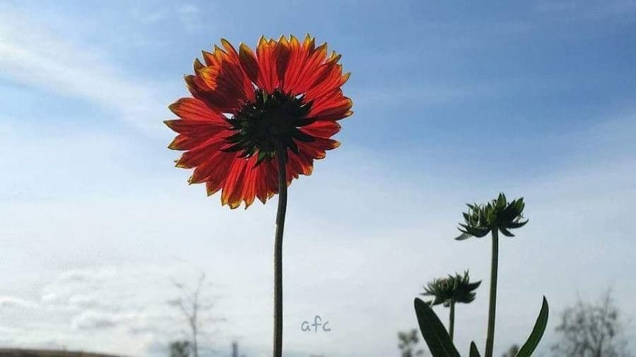 Gaillardia 8
