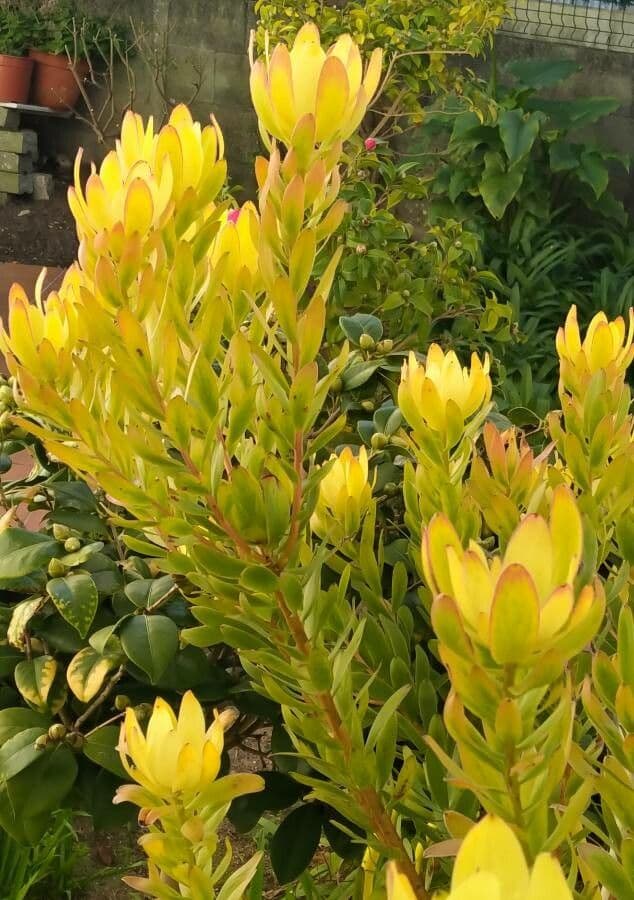 Leucadendron alloro 9
