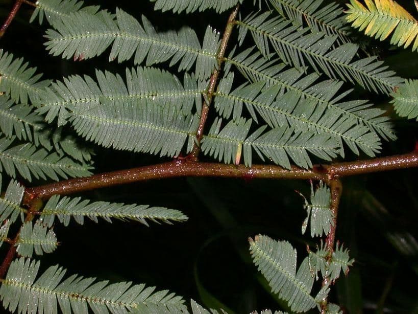 Mimosa 11