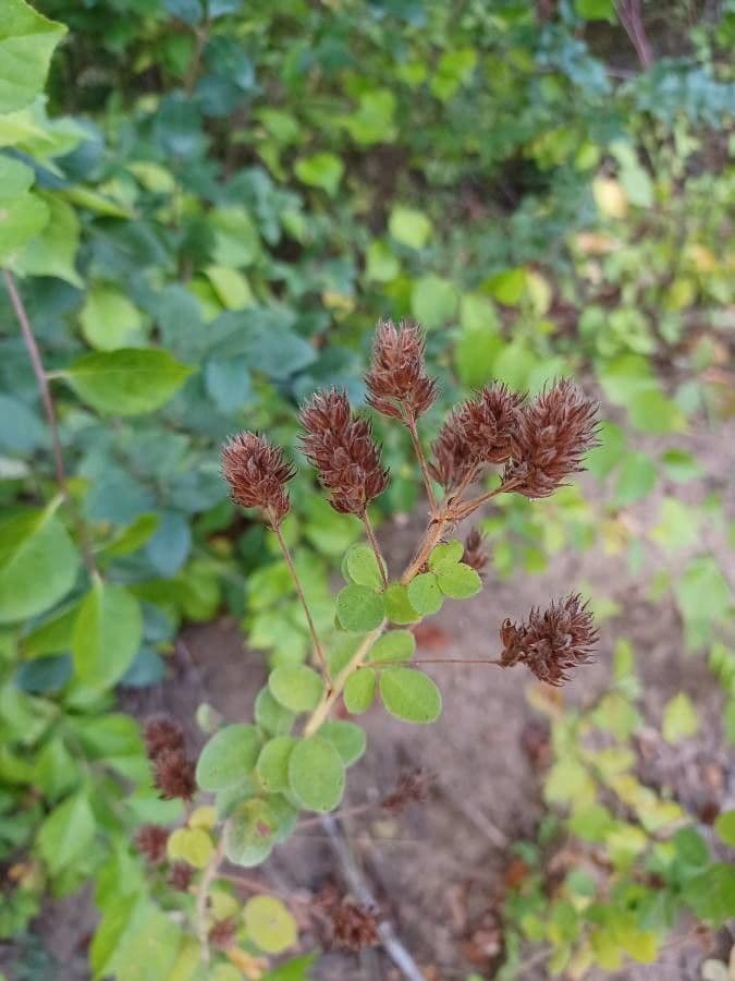 Lespedeza lysá