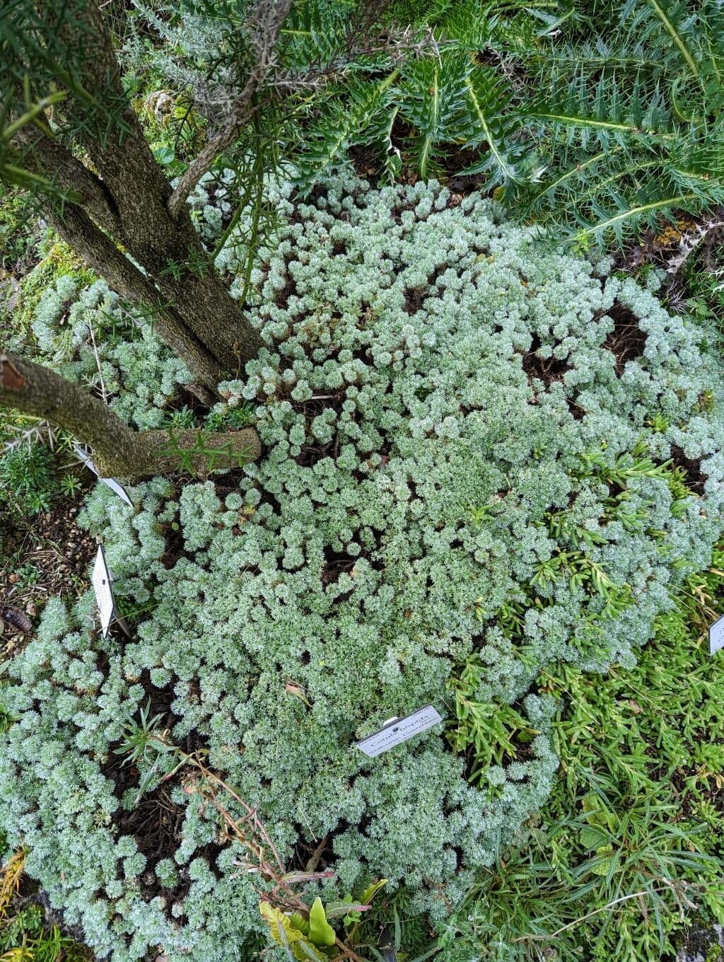 Cotula 6