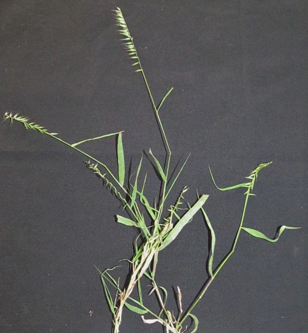 Bouteloua disticha 3