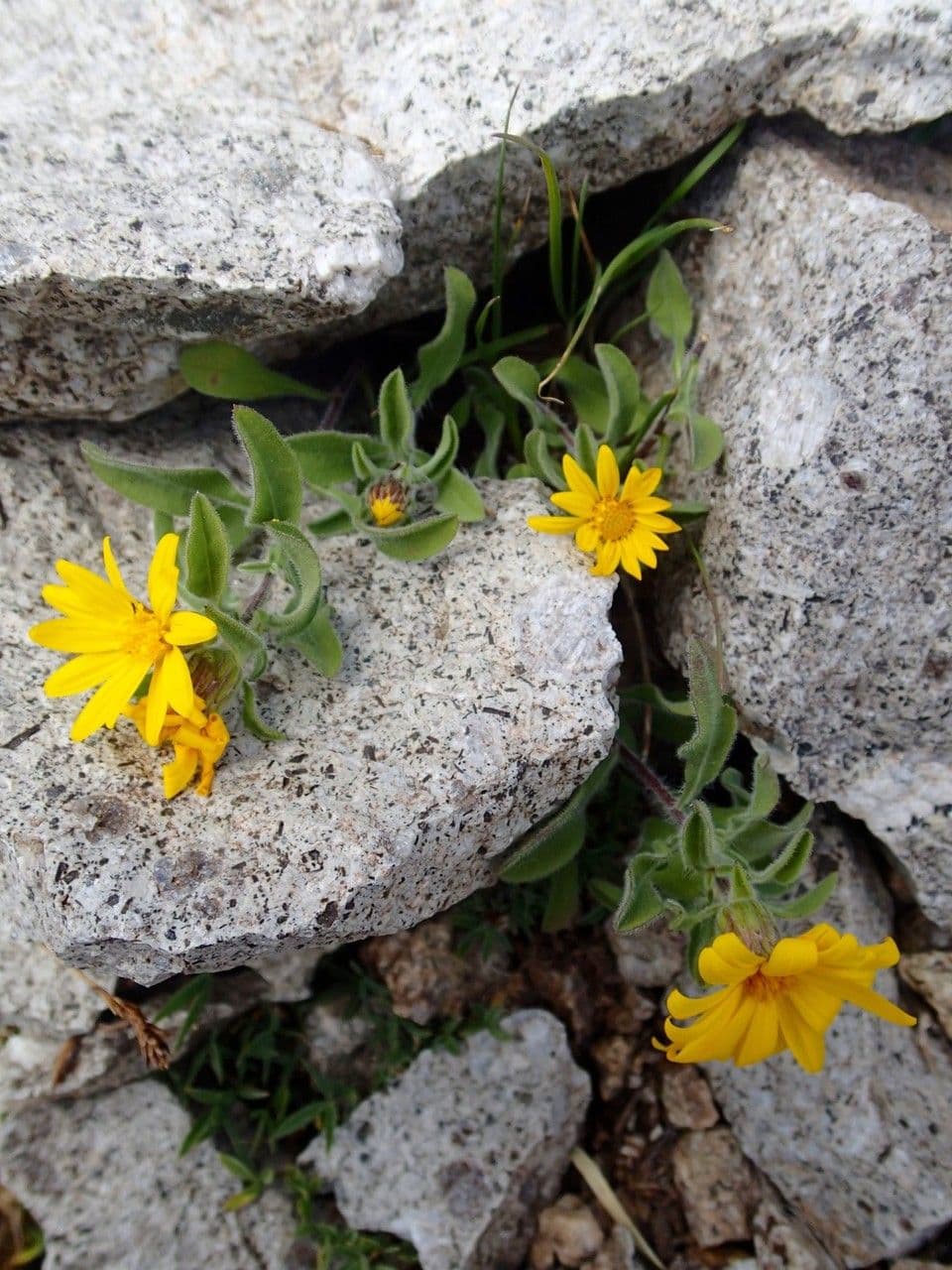 Heterotheca villosa 12