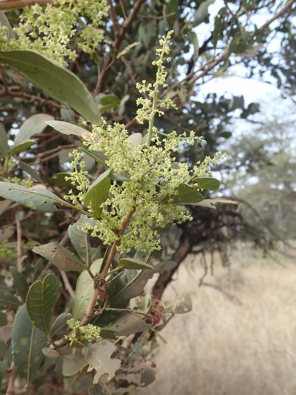 Searsia natalensis 13