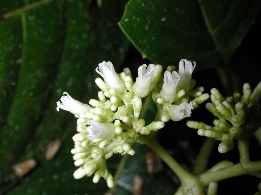 Palicourea 9