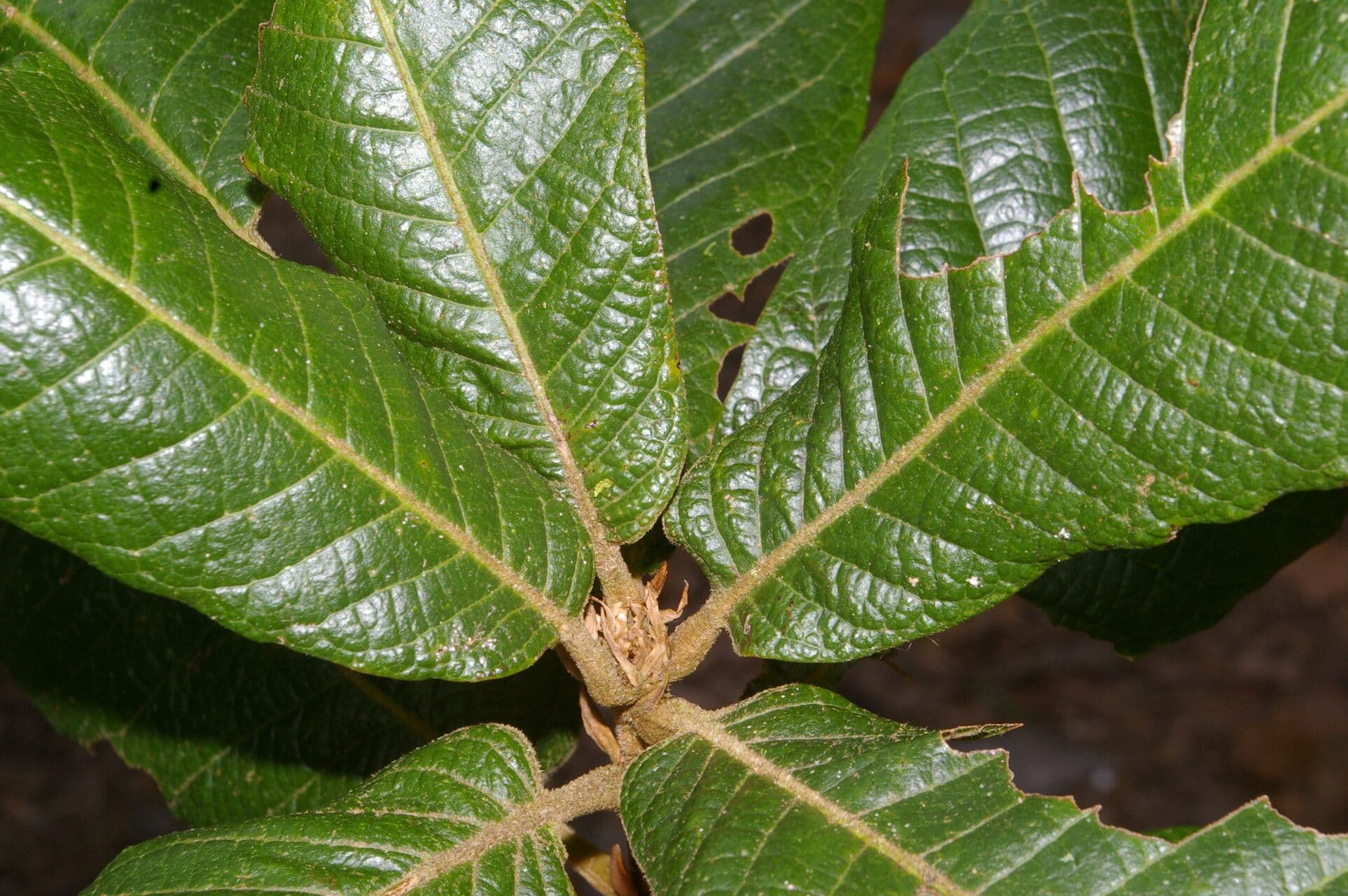 Quercia 6