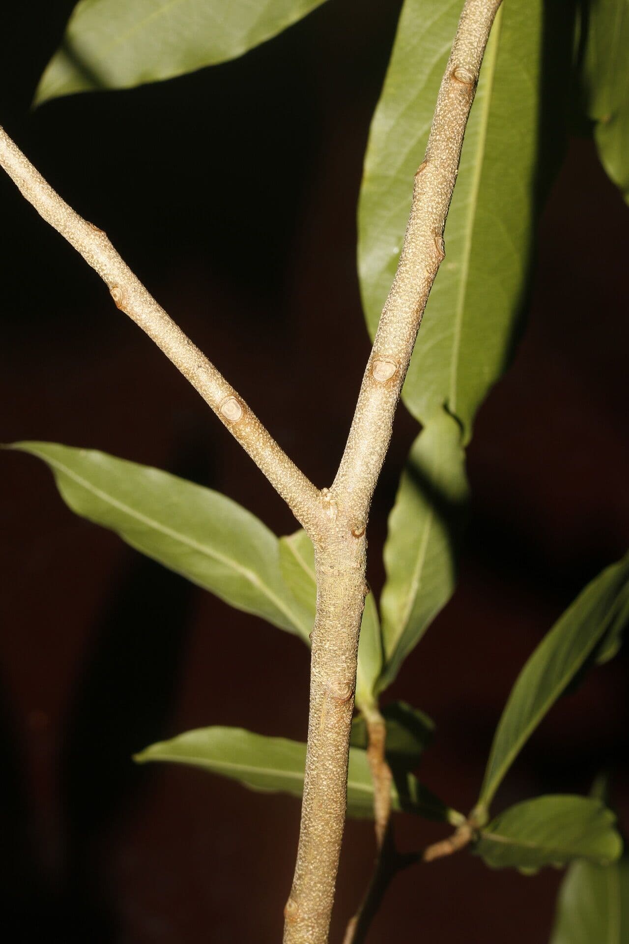 Daphnopsis americana 18