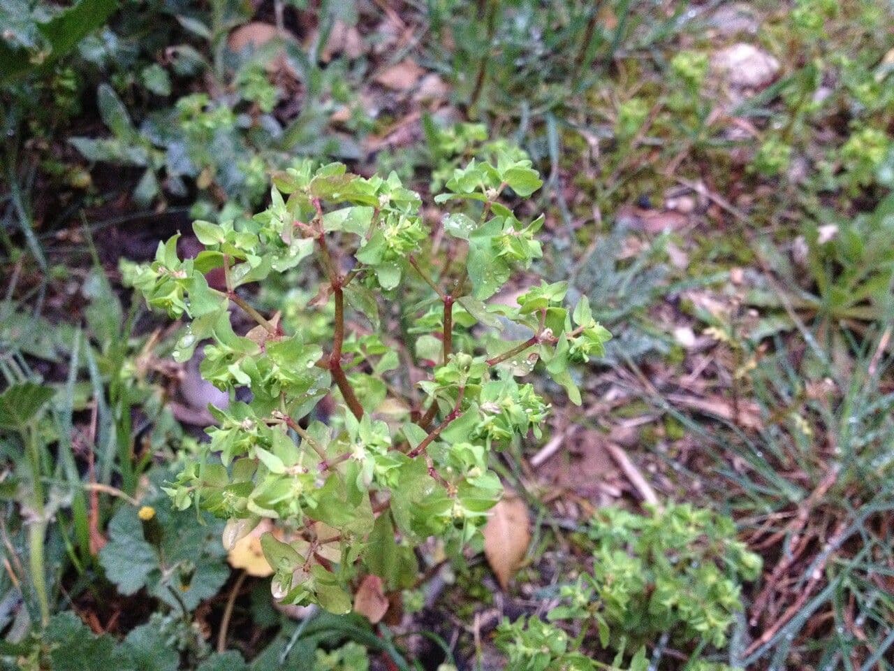 Garten-Wolfsmilch 19