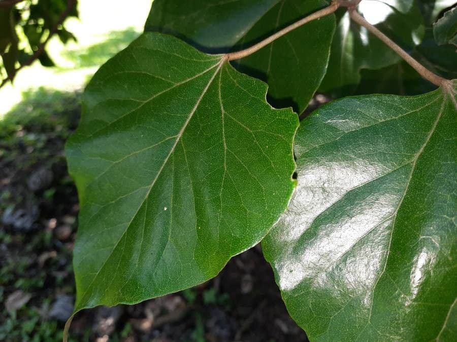 Croton 5