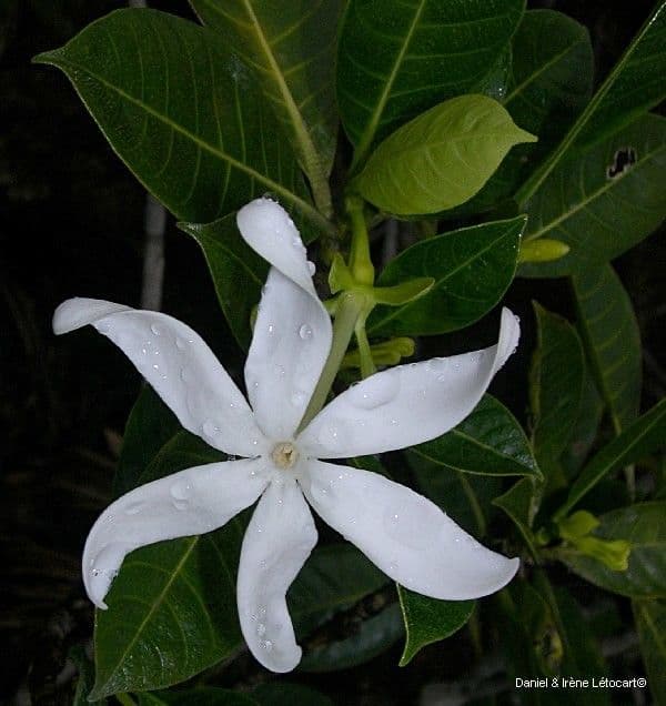 Aubrys Gardenie 9
