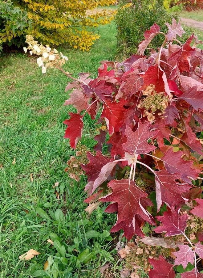 Hortenzie" 13