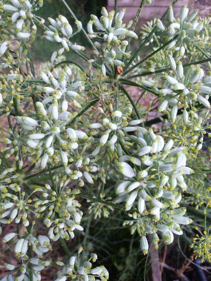 Dill