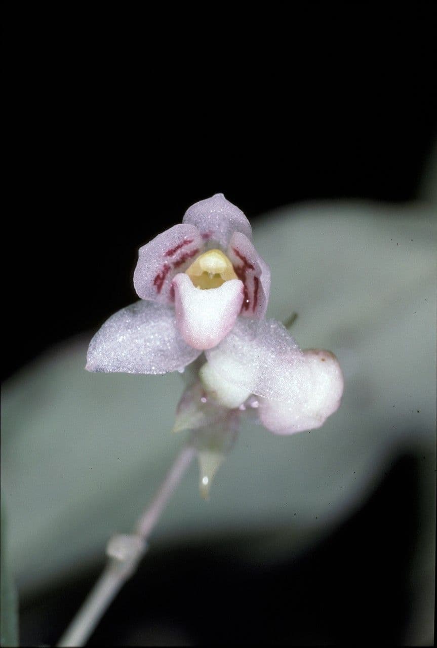 Cheiradenia 2