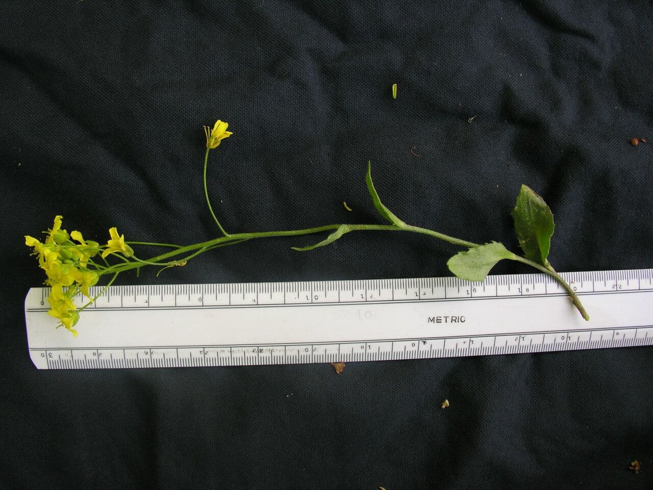 Draba 3