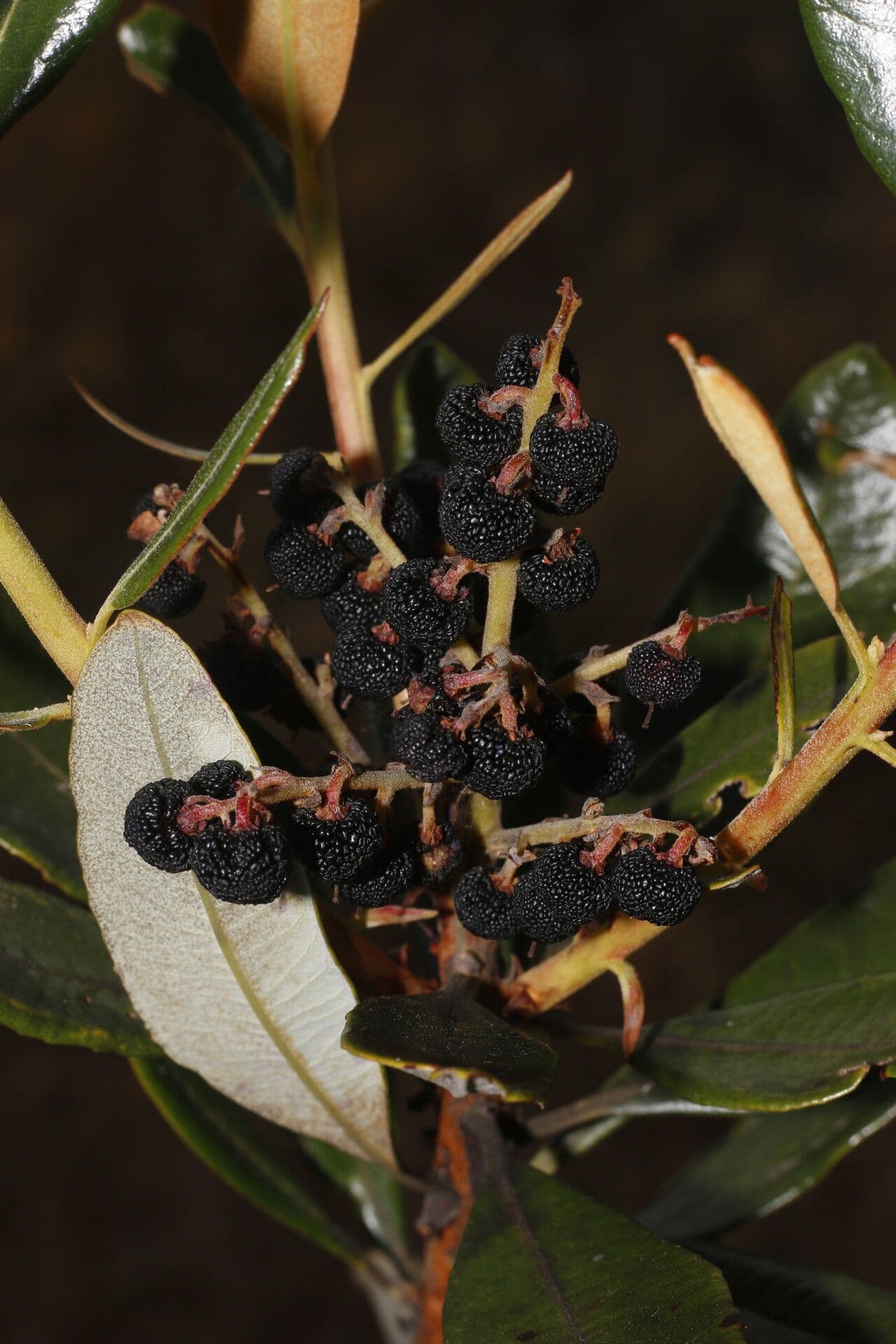 Manzanita 3