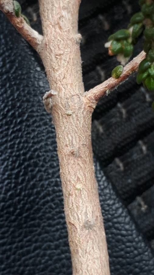 Timelea irsuta 25
