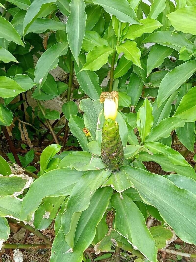 Costus 2