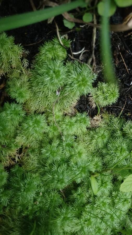 Erba scopina 14