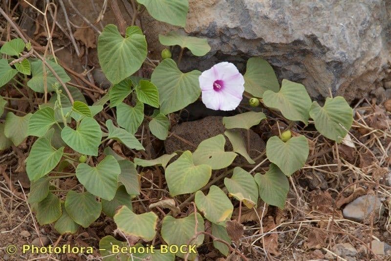 Ipomoea 9