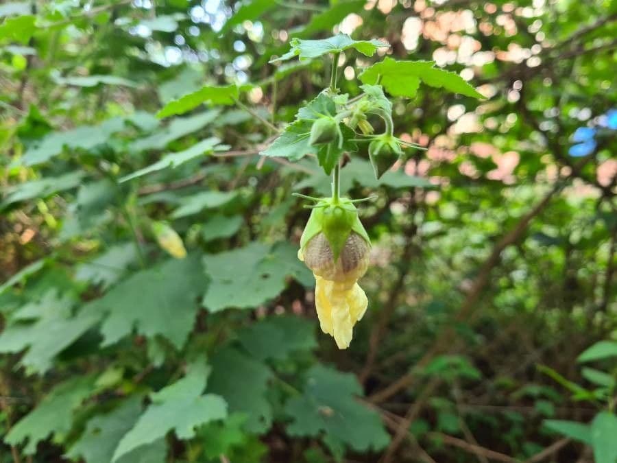 Ibisco vitifoglio 7