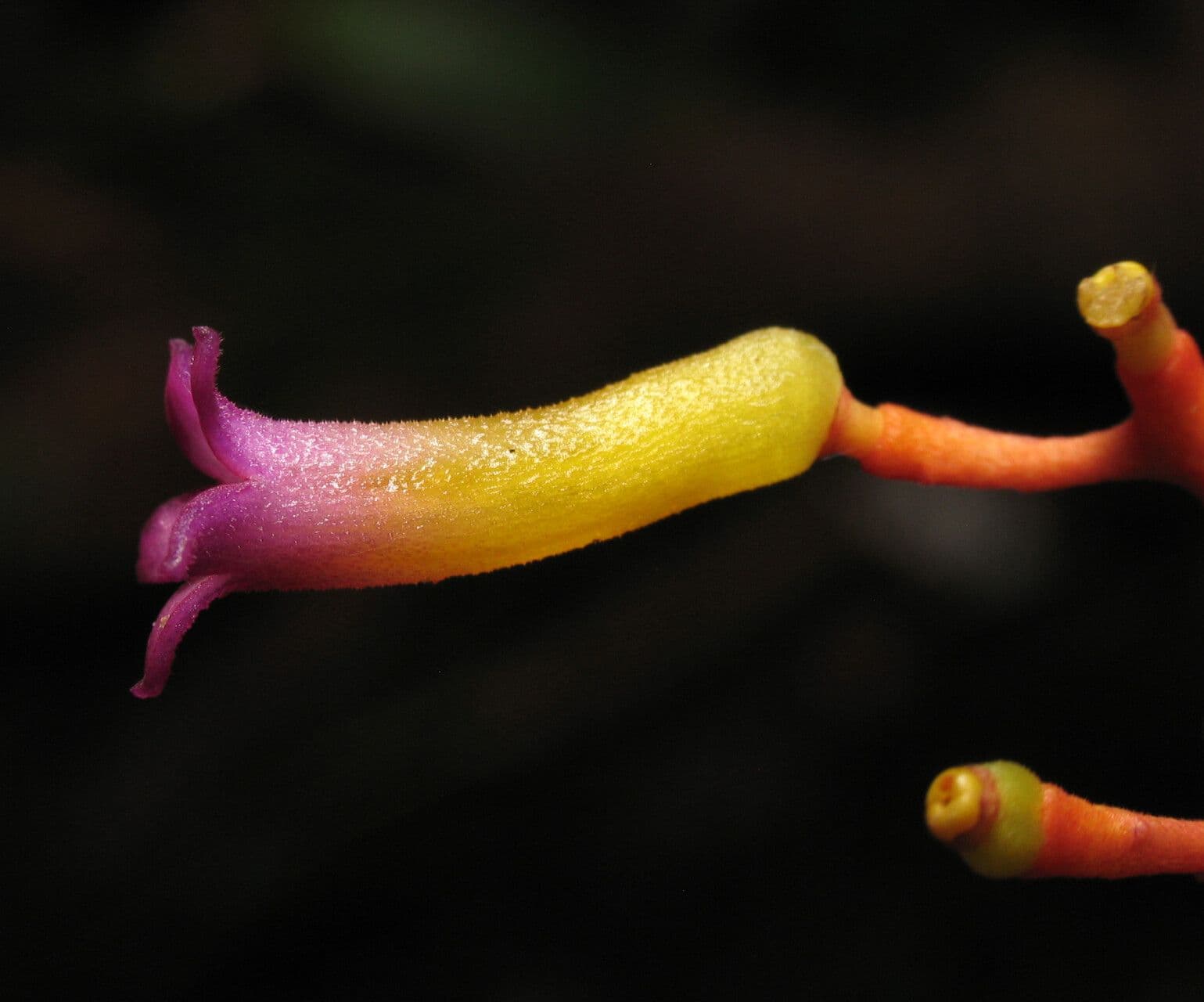 Palicourea croceoides 3