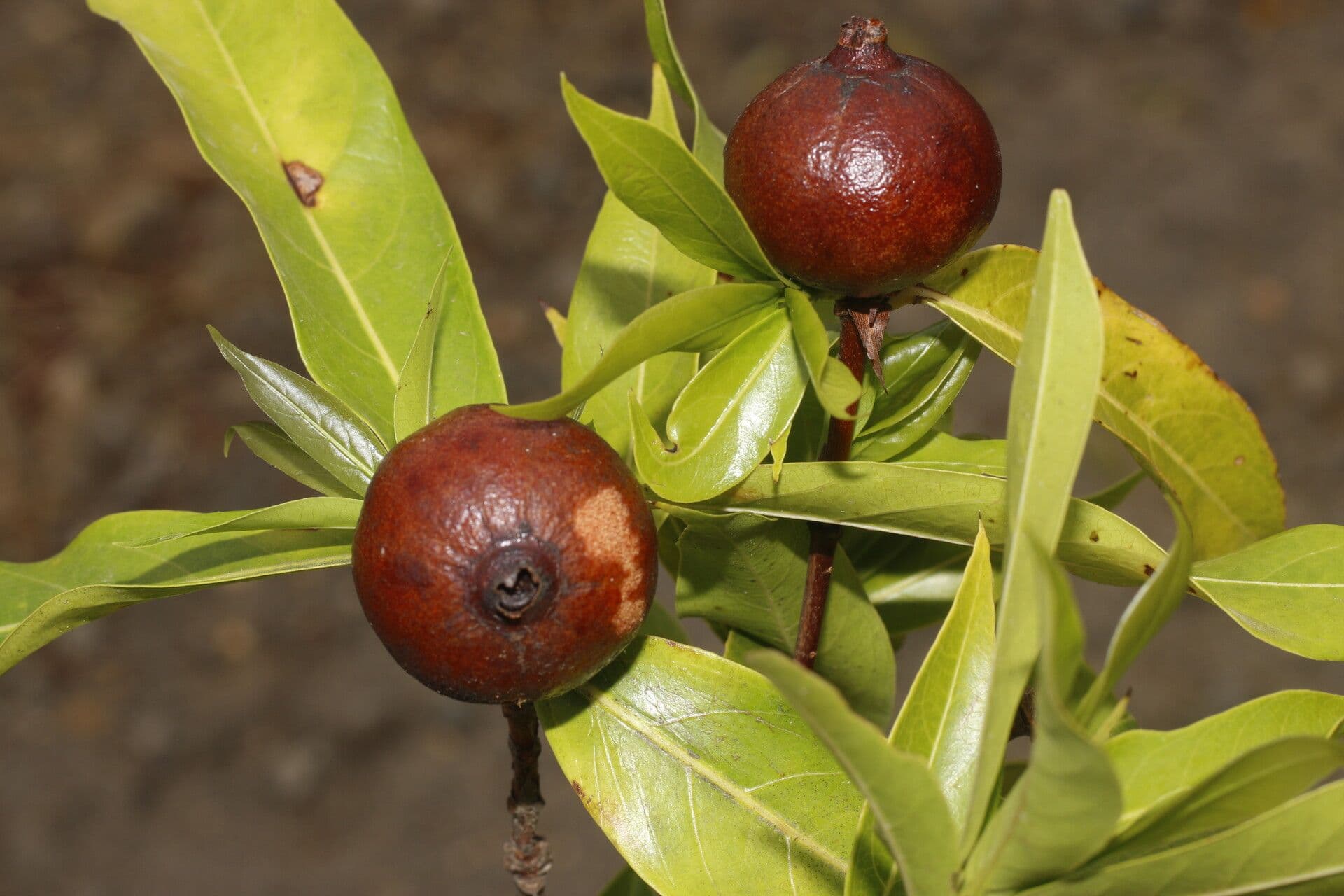 Alibertia edule 3