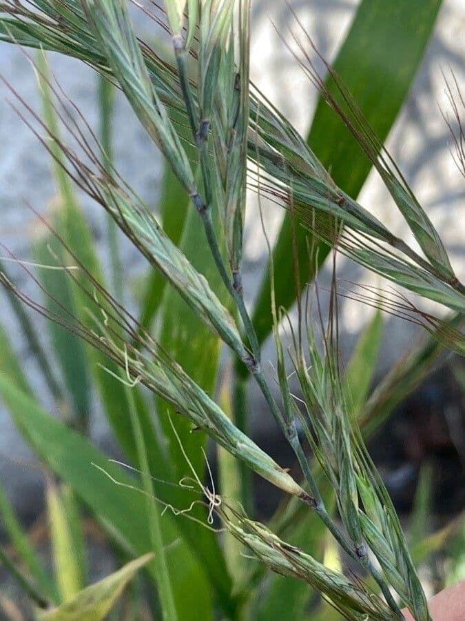 Elymus tsukushiensis