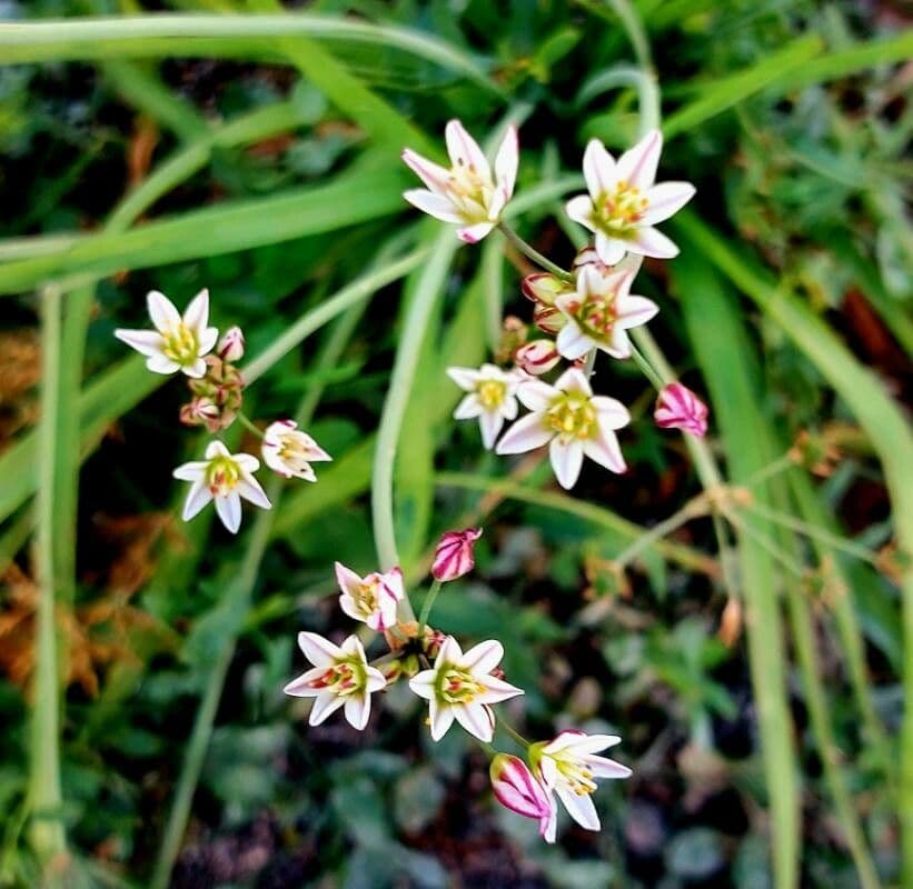 Nothoscordum 6