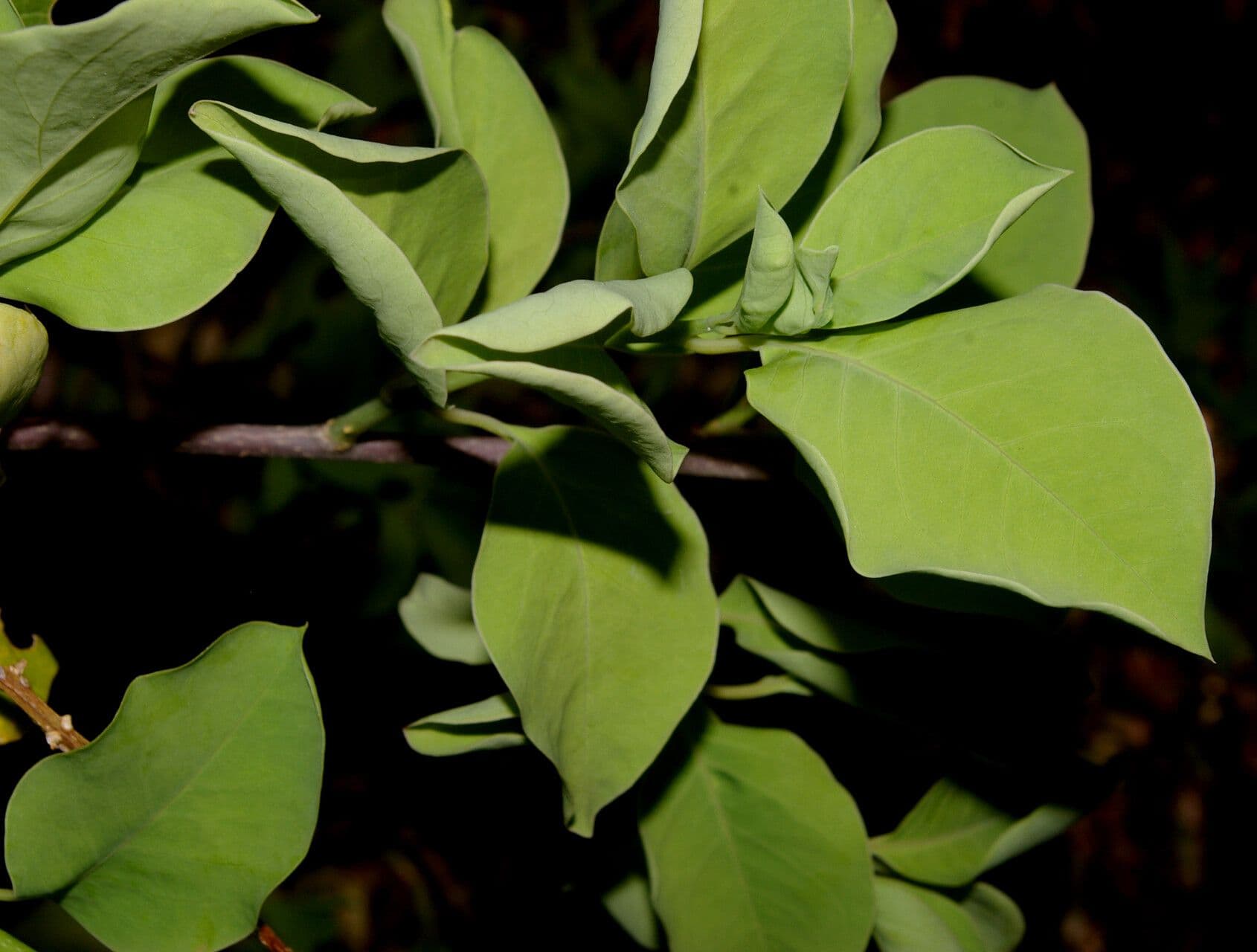 Stegnosperma 12