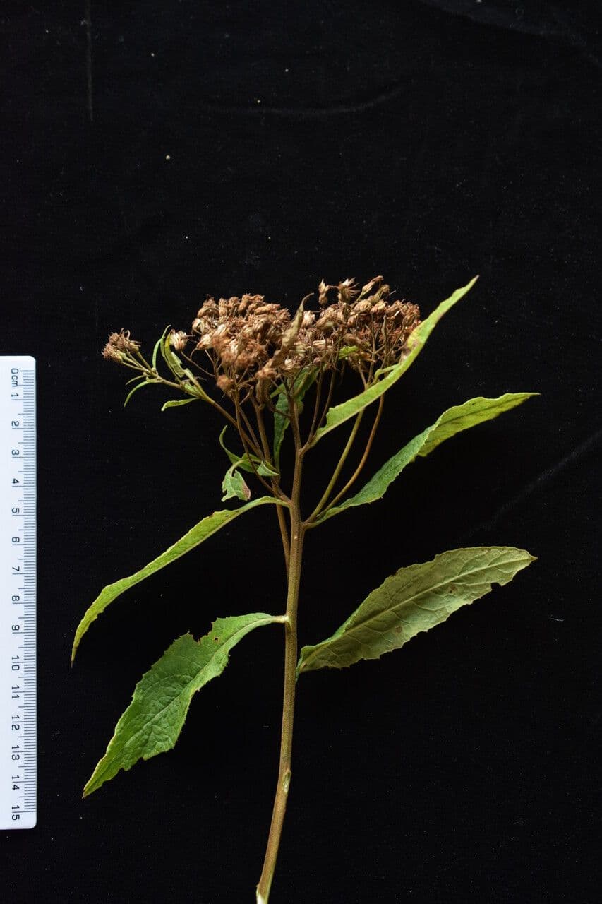 Aster 13