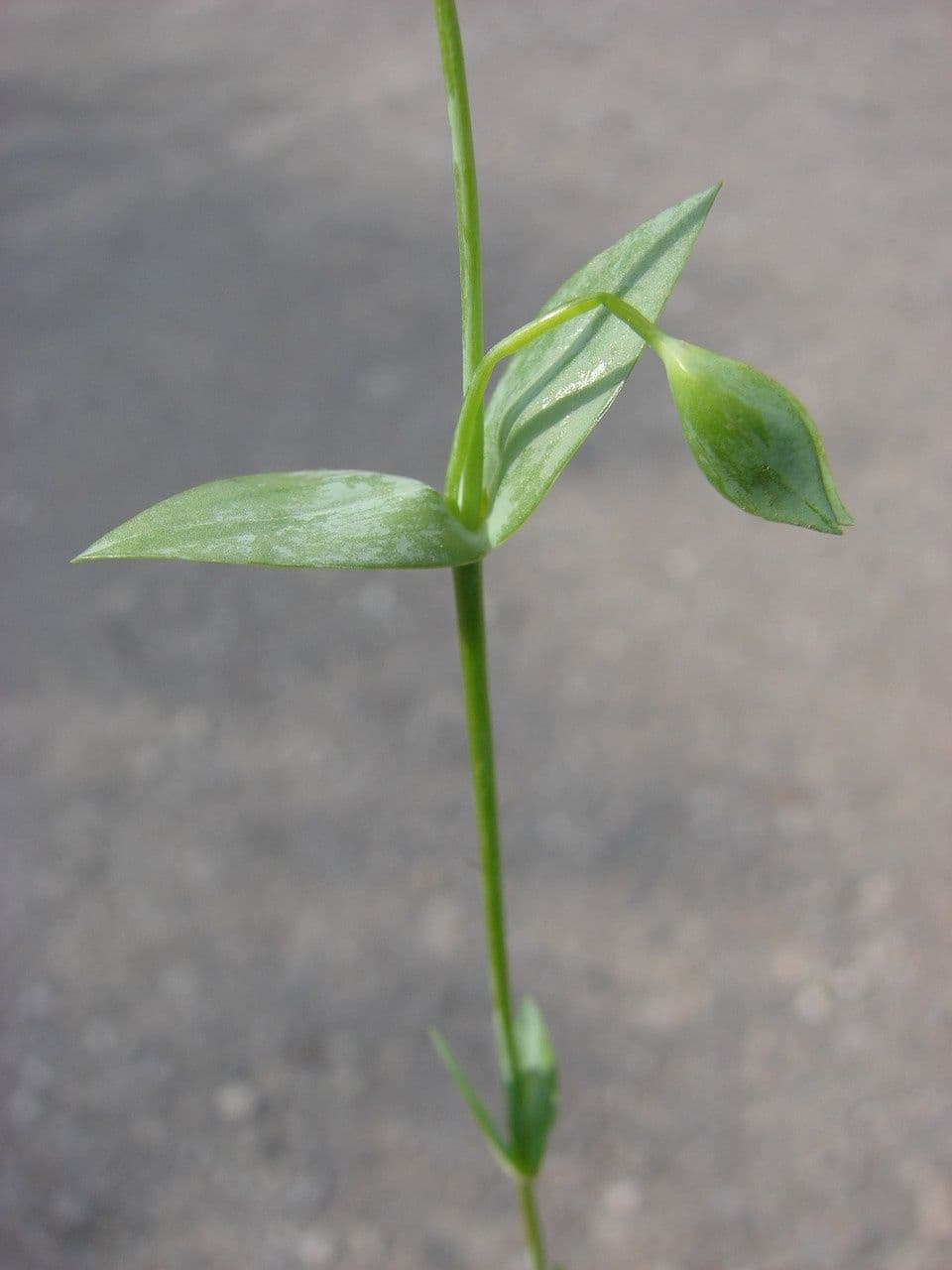 Centaura 19