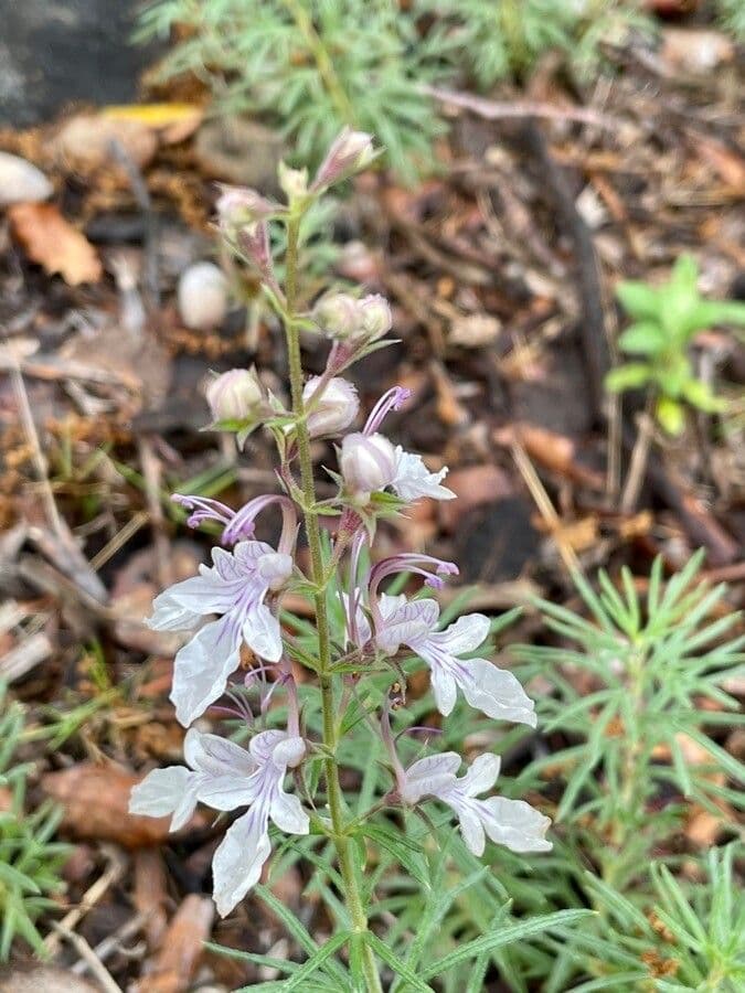Teucrium pseudochamaepitys 8