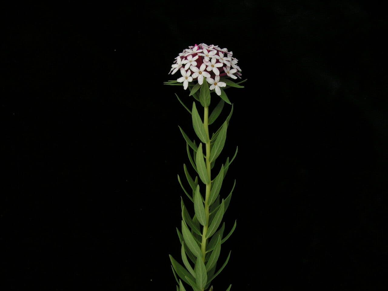 Stellera chamaejasme 4
