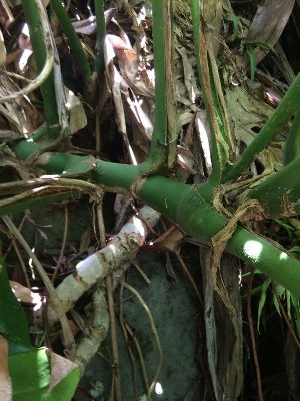 Monstera lahodná 23