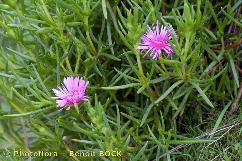 Lampranthus 6
