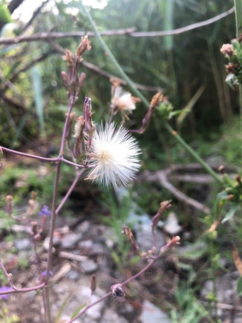 Lactuca tatarica 2