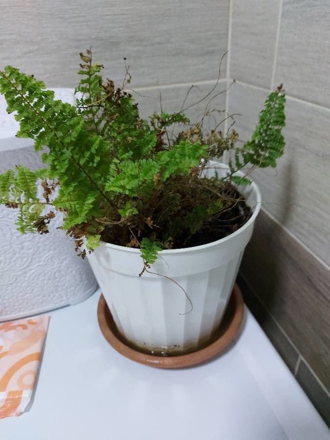 Nephrolepis exaltata 12
