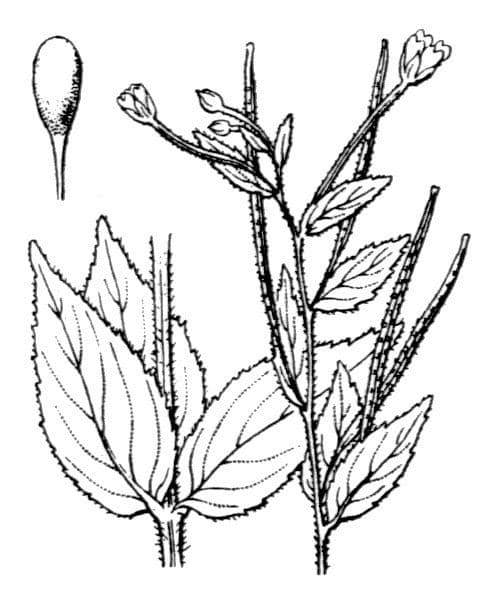 Epilobium alpestre 26