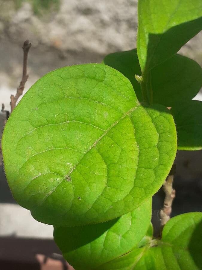 Banisteriopsis muricata 12
