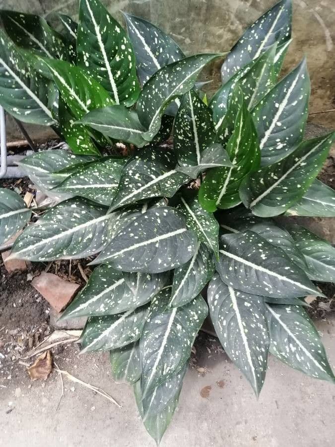 Aglaonema 9