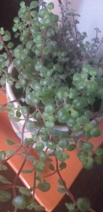 Crassula expansa 16