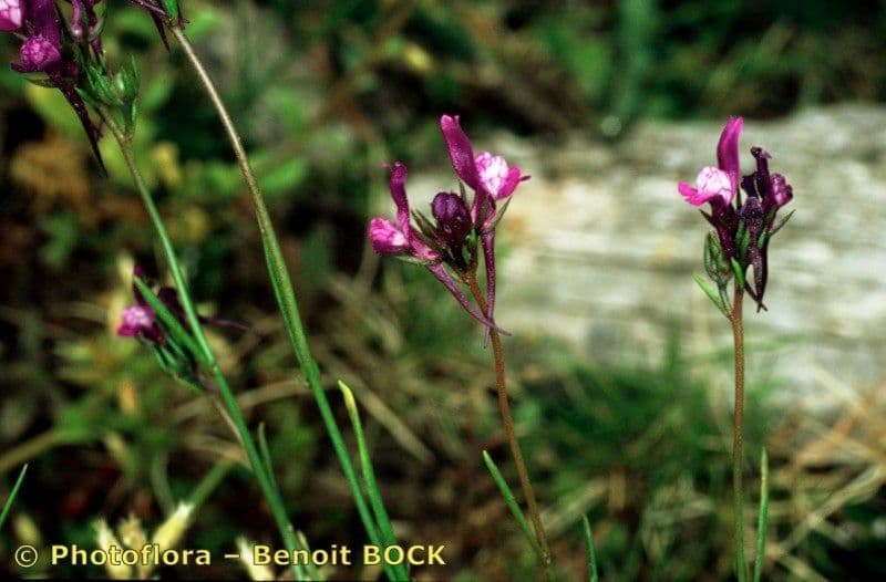Lenec pelisseriana 22