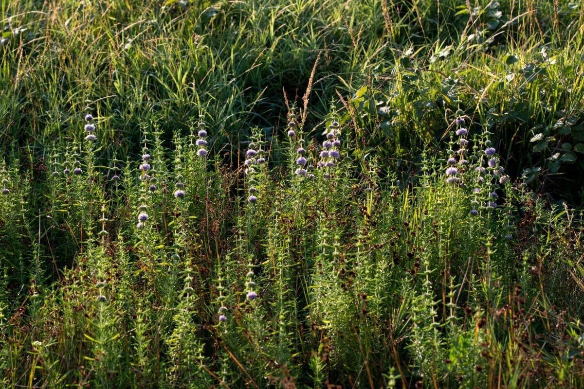 Menta cervina 7