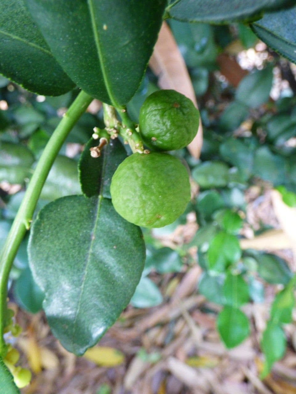 Combava