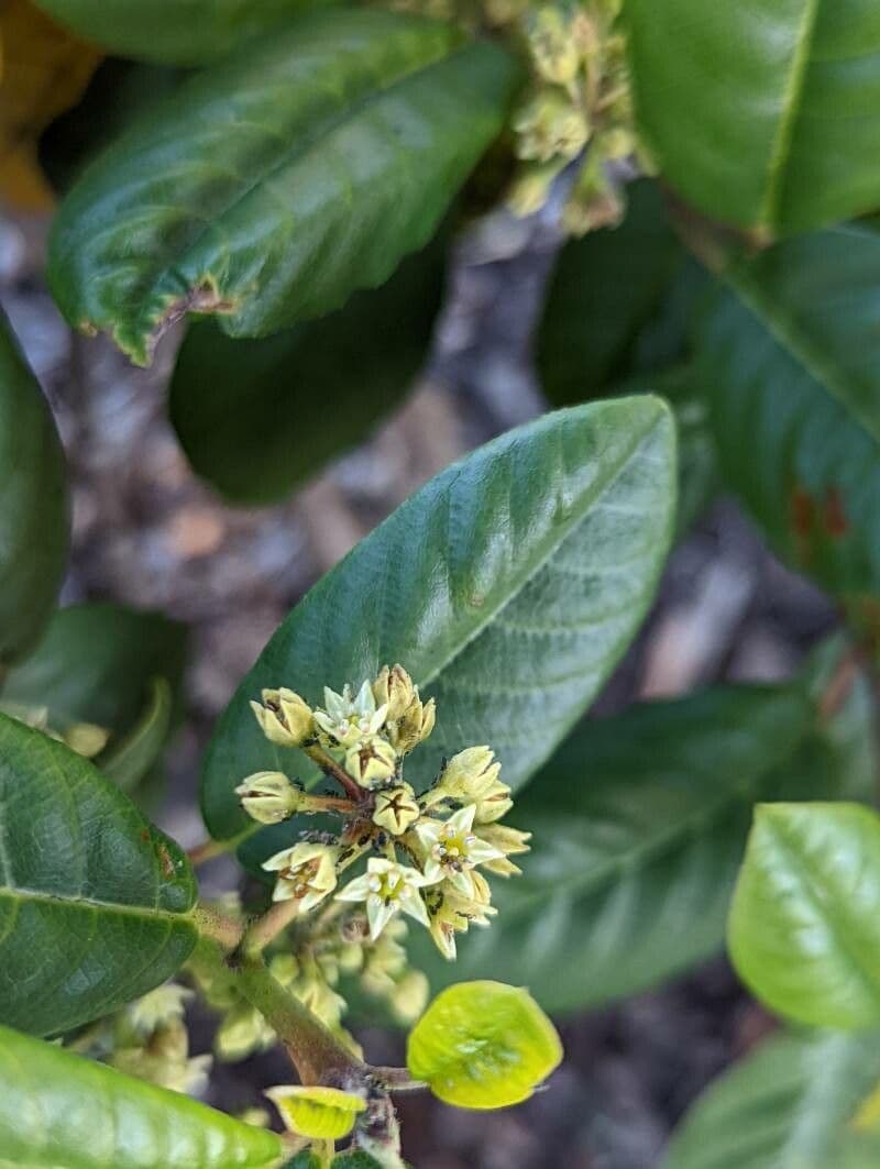 Frangula californica 5