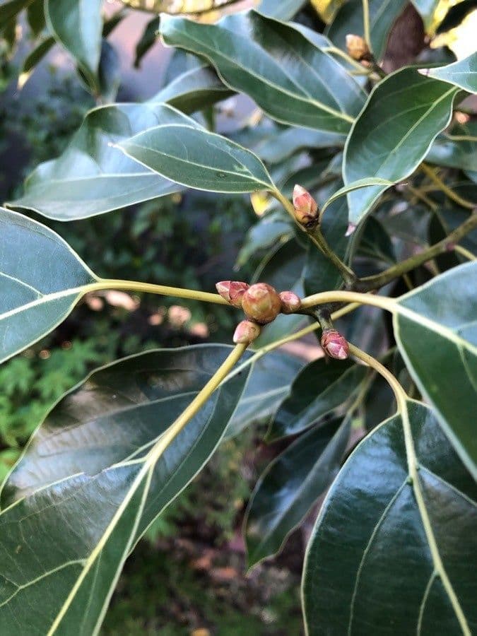 Kampur-Lorbeer 6