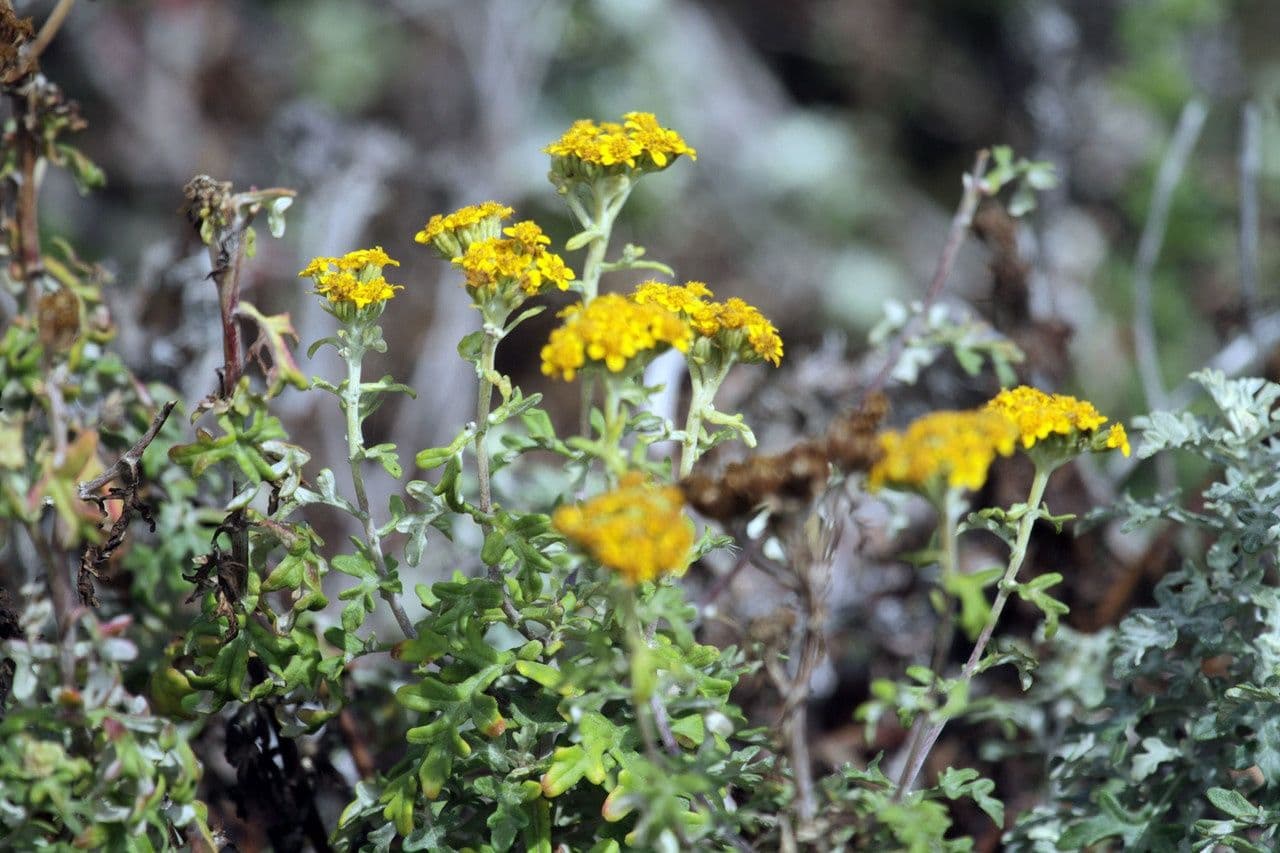 Eriophyllum 9