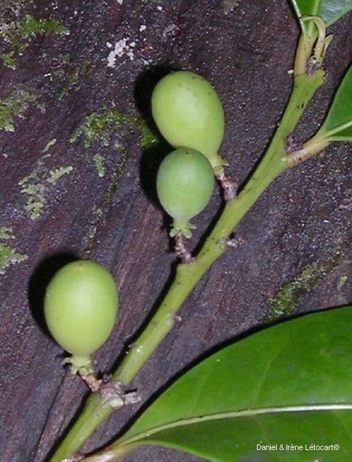 Dicarpellum