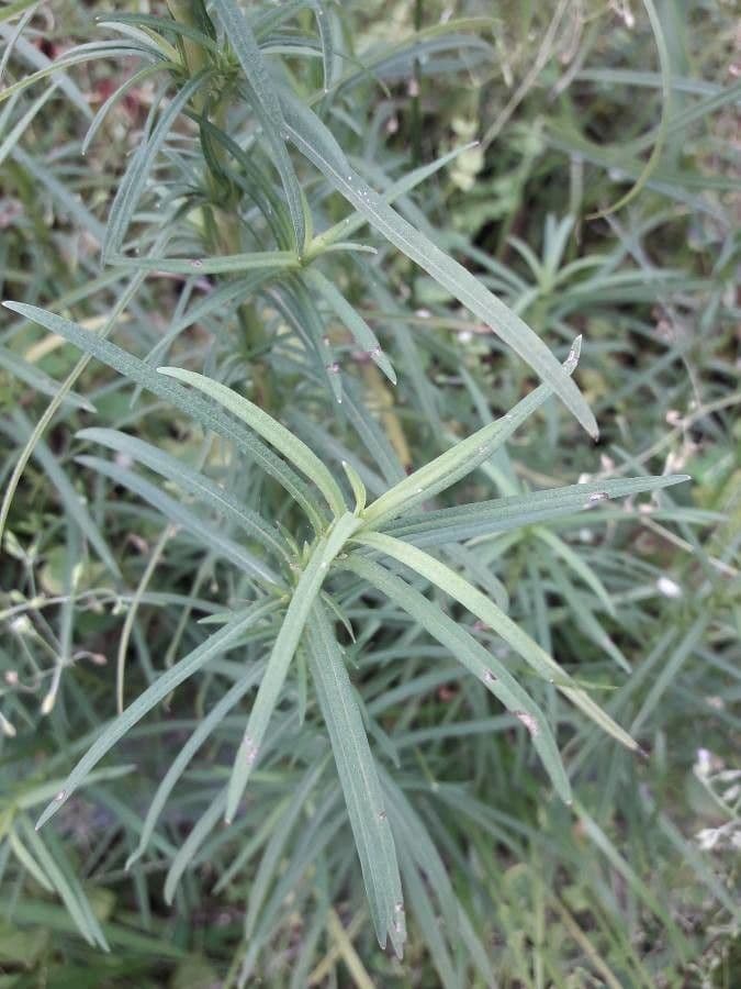Pectis allungata 9