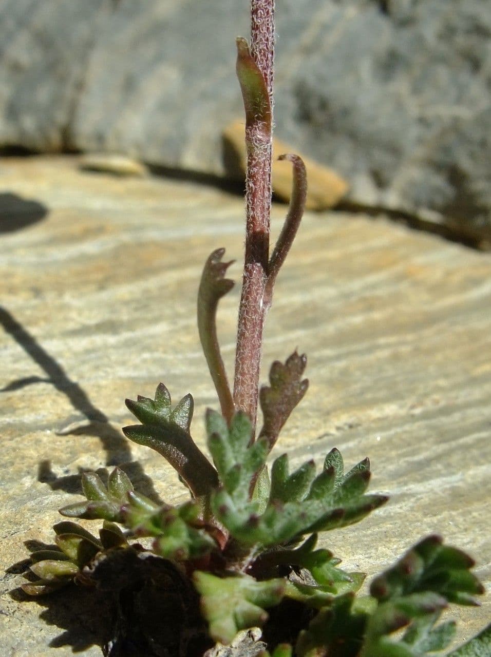 Alpen-Margerite 12